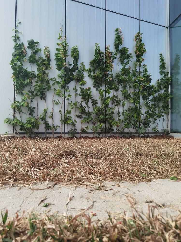 深圳敏华控股大厦垂直绿化植物墙