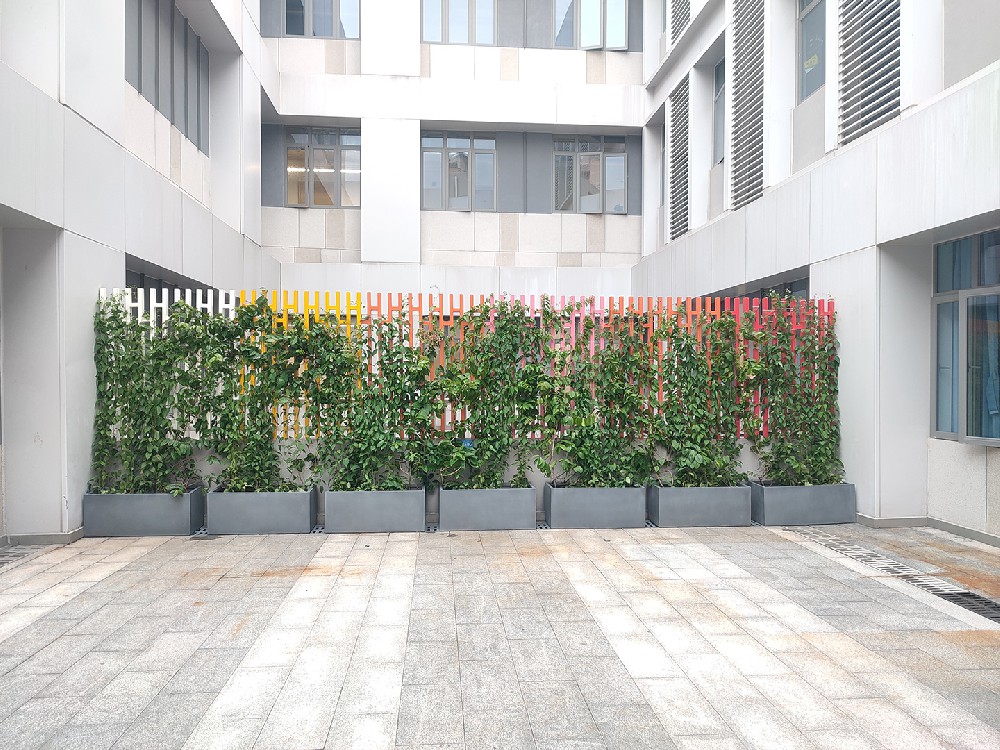 皇岗创新实验学校中学花箱爬藤植物