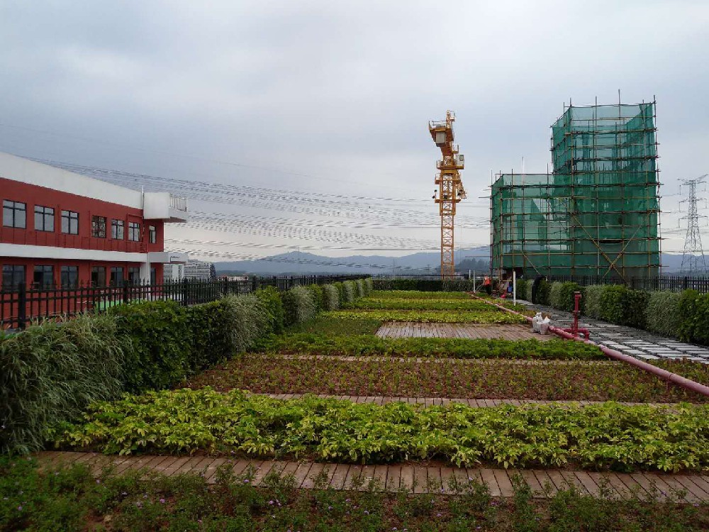 深圳塘头小学屋顶绿化